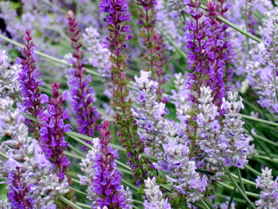 our lavender