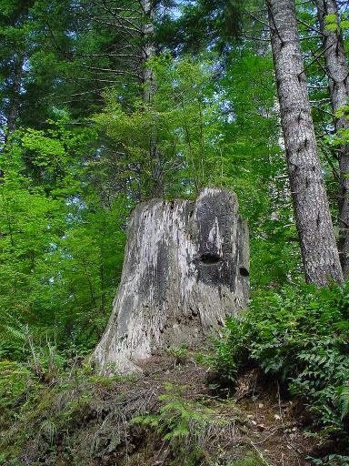 Ancient Stump