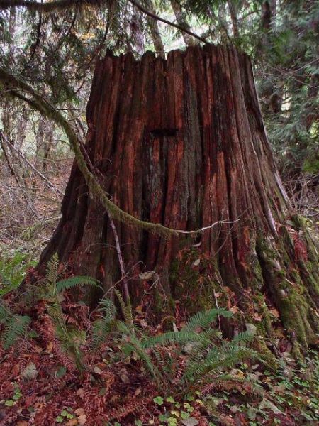 Cedar Stump
