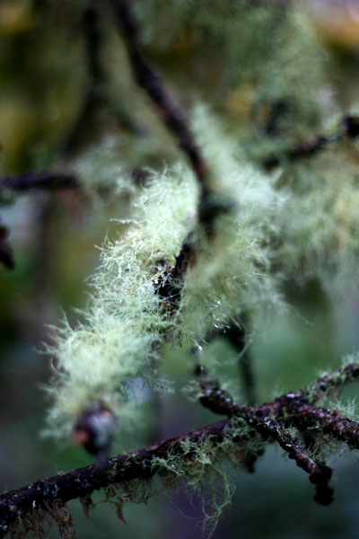 wispy moss