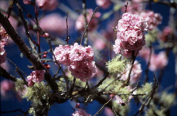 Toledo Blossoms