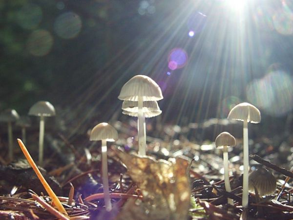 Tiny Mushrooms
