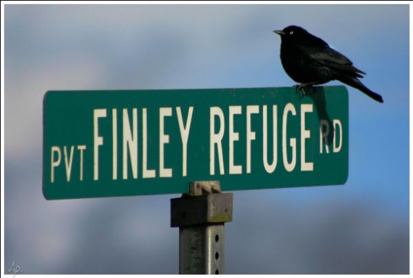 Finley Refuge