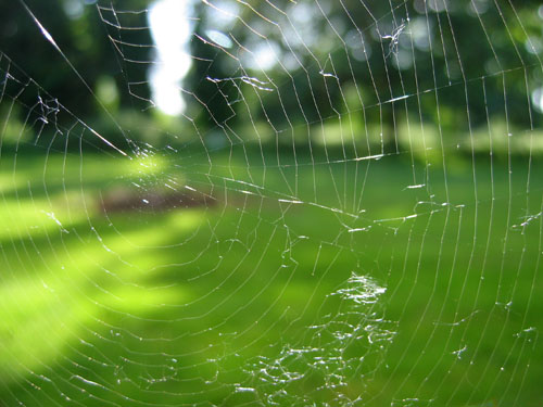 Spyder Web