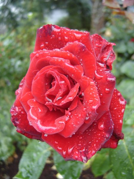 Roses are Wet