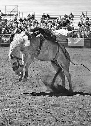 Bronc In B & W