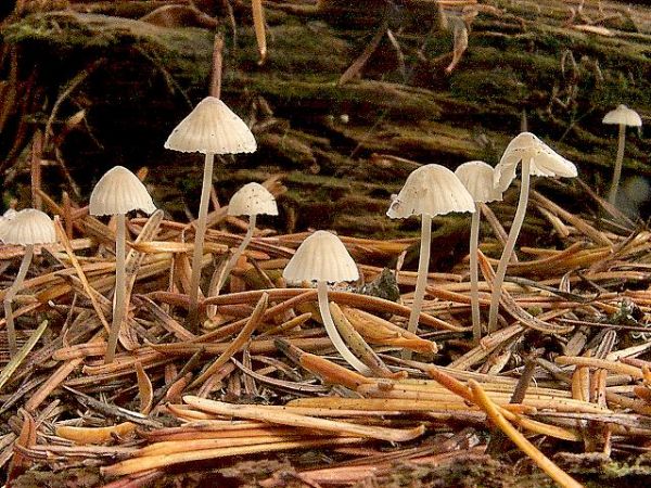 Little Mushroom