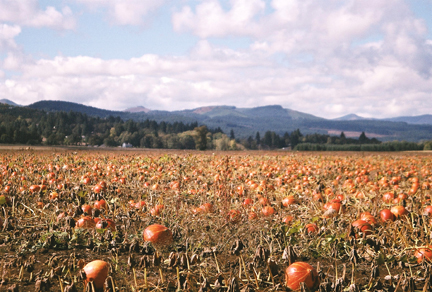 Punkin Patch