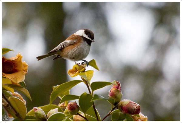 Chickadee