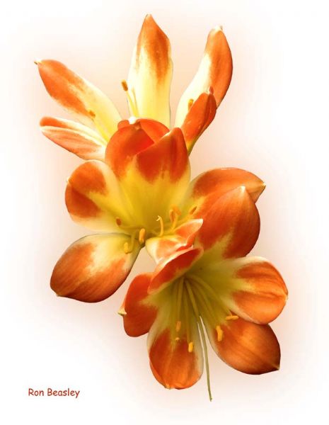 Clivia