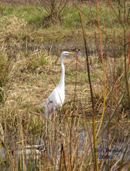 Great Egret