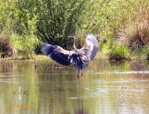 Blue Heron