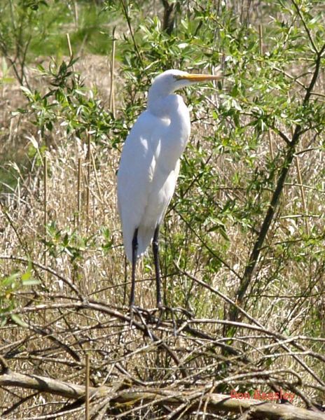 Great Egret