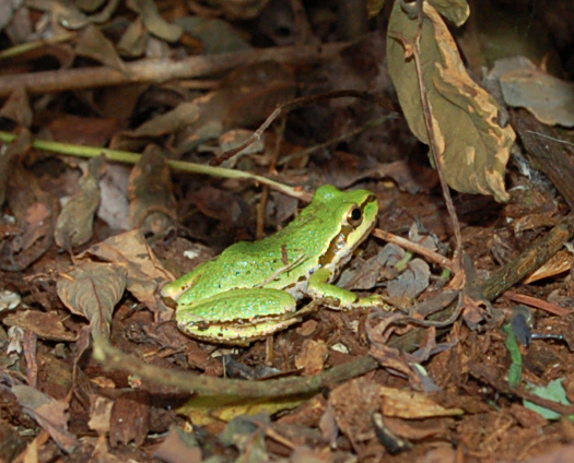  Treefrog