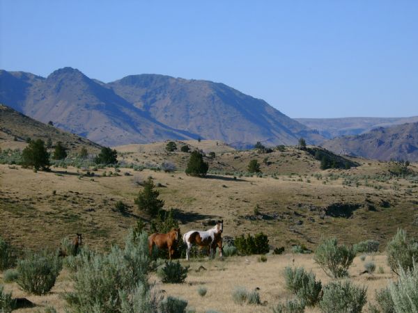 wild horses3