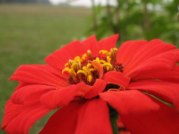 Autumn Zinnia