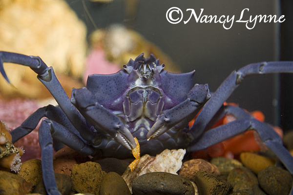 Purple Crab