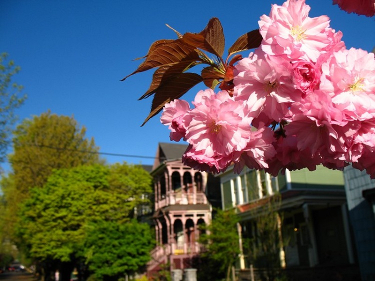 Springtime in NW Portland