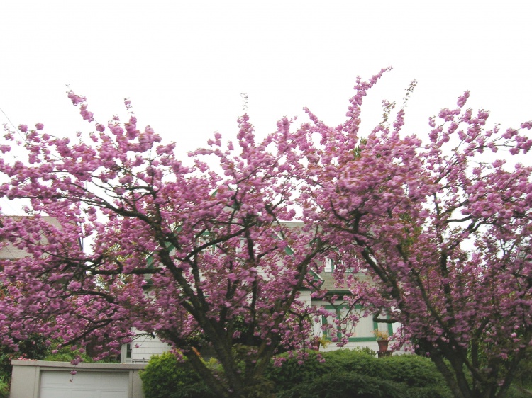 Cherry Blossoms on Burnside