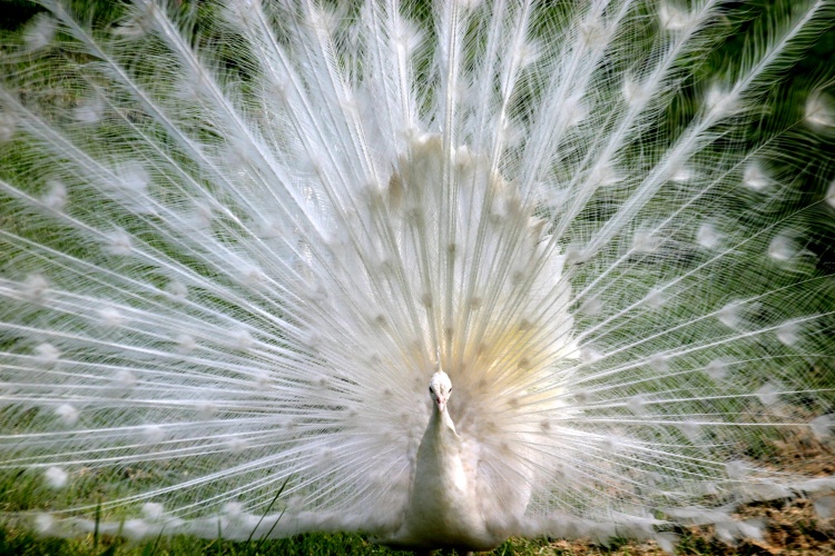 الطااوس الملكي الابيض .. White-Peacock.jpg