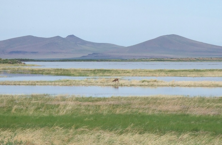 Wetland Deer
