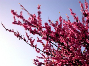 Spring Cherry