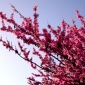 Spring Cherry