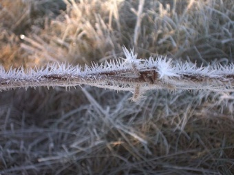 barbed wire