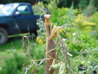 Praying Mantis