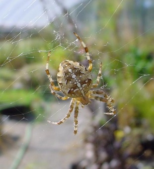 Cross Spider