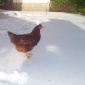 snowy chicken