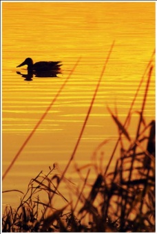 Big Billed Duck