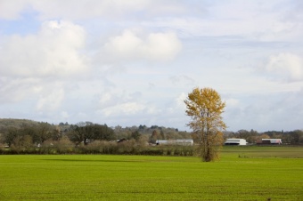 farm tree