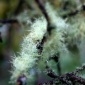 wispy moss