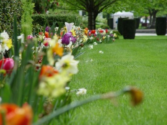 Capitol Flowers