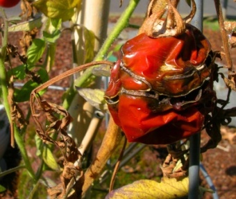 The Last Tomato