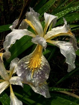 Wild Iris