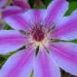 backyard flower