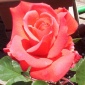 wyrd's rose