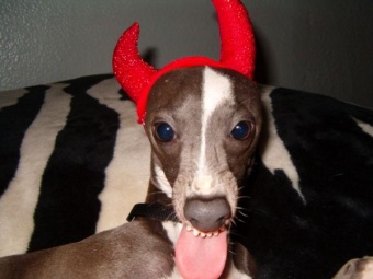 hell hound