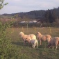 Mossback Sheep