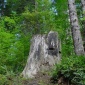 Ancient Stump