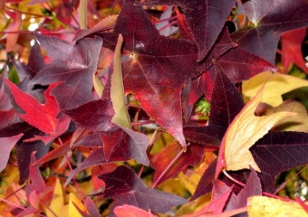 Leather Leaves