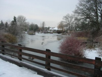 winter pond