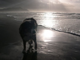 Beach Dog