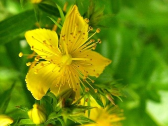 Wild Flower