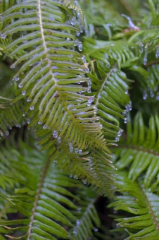 frozen fern