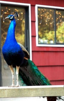 Linda's peacock