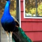 Linda's peacock