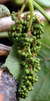 Baby Grapes